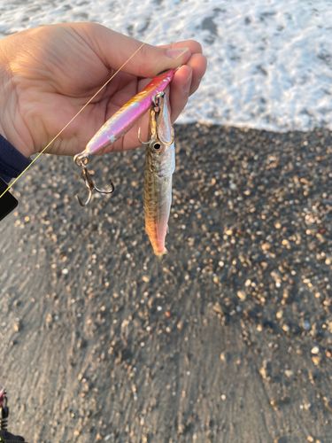 カマスの釣果