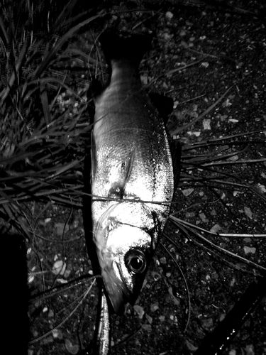 セイゴ（ヒラスズキ）の釣果