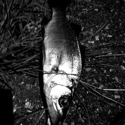 セイゴ（ヒラスズキ）