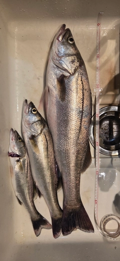 スズキの釣果