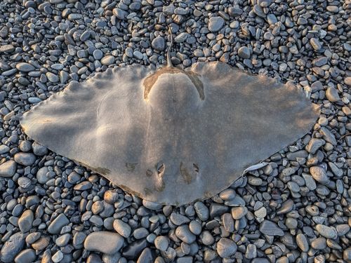 アカエイの釣果