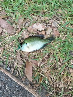 ブルーギルの釣果