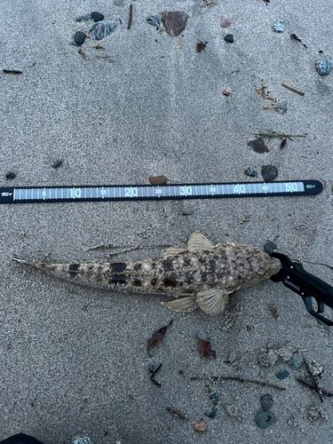 マゴチの釣果