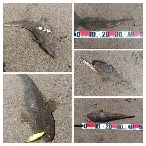 マゴチの釣果