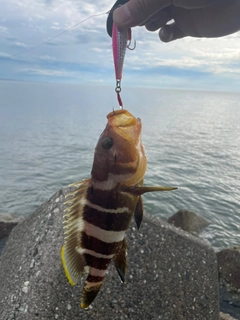 キジハタの釣果