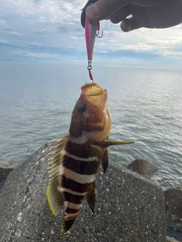 キジハタの釣果