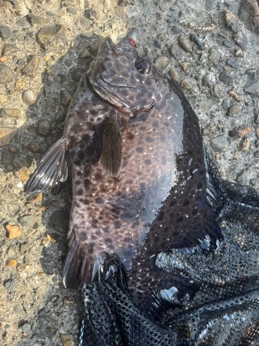 イシガキダイの釣果