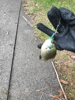 ブルーギルの釣果