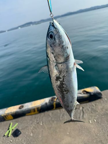 ソウダガツオの釣果