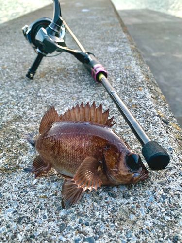 シロメバルの釣果