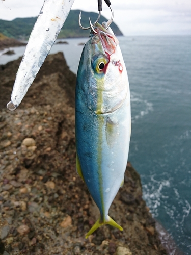 コゾクラの釣果