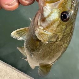 スモールマウスバス