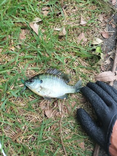 ブルーギルの釣果