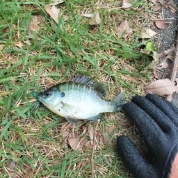 ブルーギル