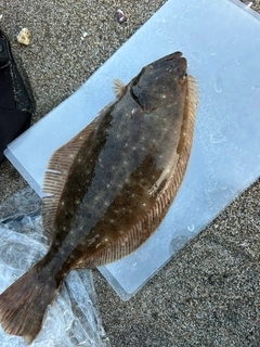 ヒラメの釣果
