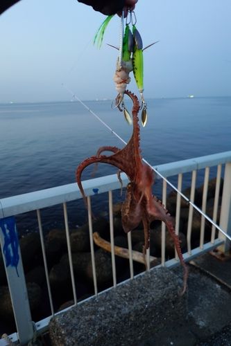 タコ