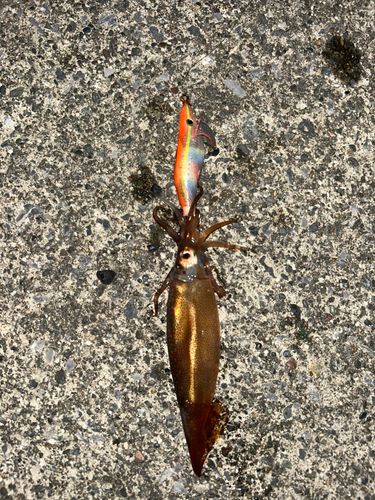 イカの釣果