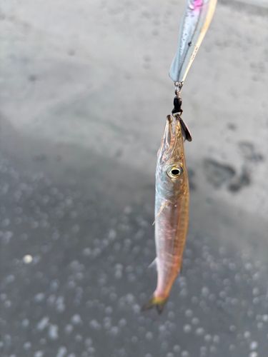 カマスの釣果