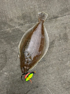 マガレイの釣果
