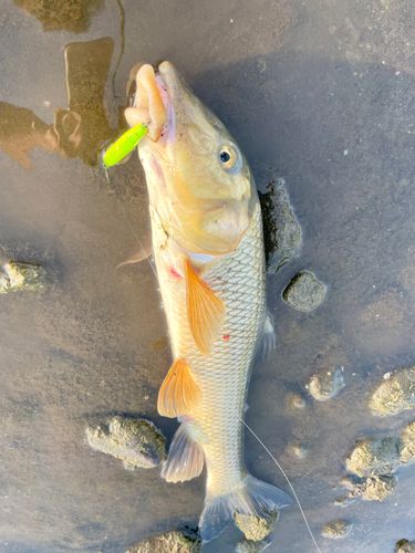 ニゴイの釣果