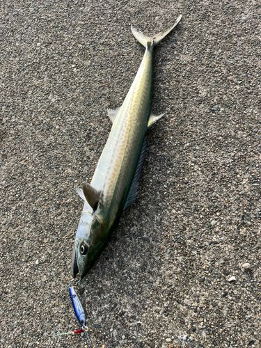 サゴシの釣果