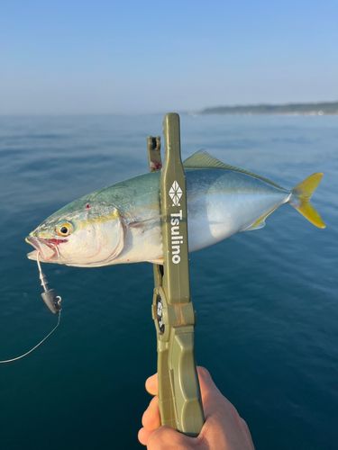 ワカナゴの釣果