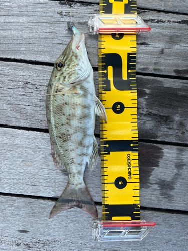 フエフキダイの釣果