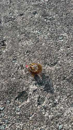 アイナメの釣果