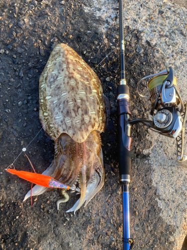 モンゴウイカの釣果