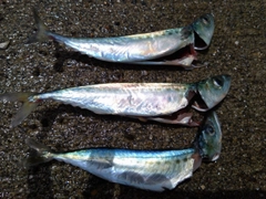 ゴマサバの釣果