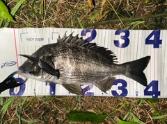 クロダイの釣果