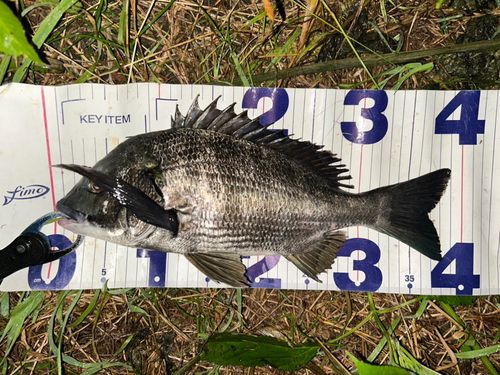 クロダイの釣果