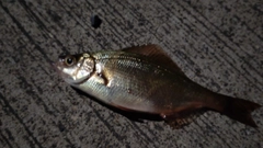 オキタナゴの釣果
