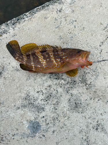 キジハタの釣果