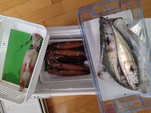 アカイカの釣果