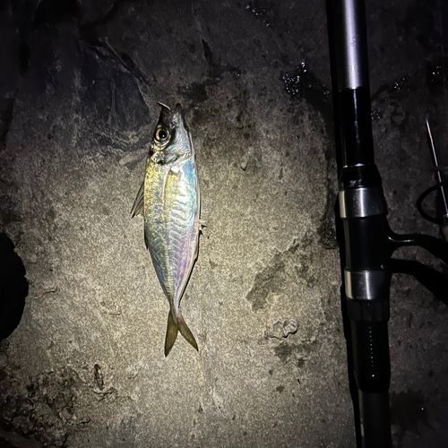 マアジの釣果