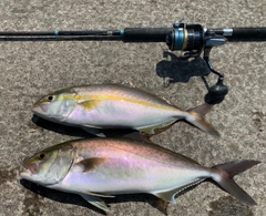 カンパチの釣果