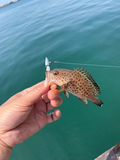 オオモンハタの釣果