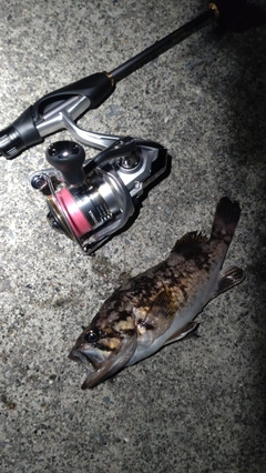 クロソイの釣果