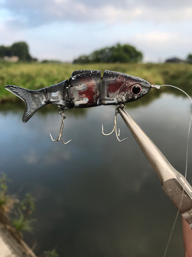 ライギョの釣果