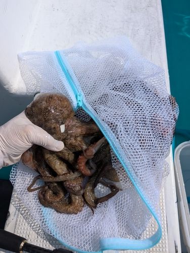 マダコの釣果