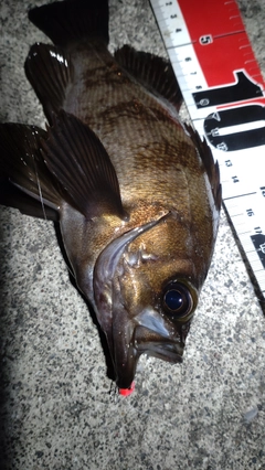 メバルの釣果