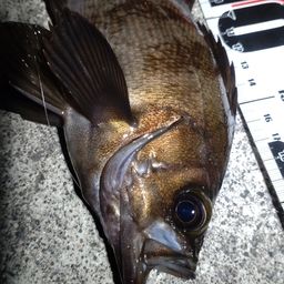 メバル