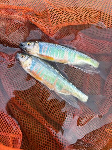 オイカワの釣果