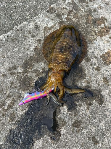 アオリイカの釣果