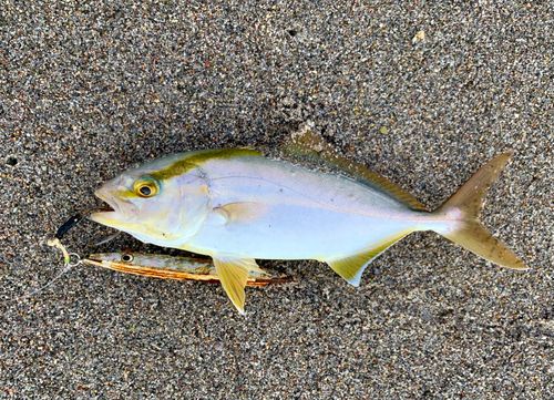 カンパチの釣果