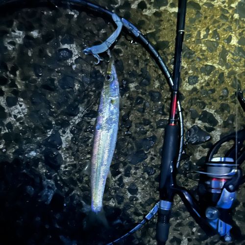 アカカマスの釣果