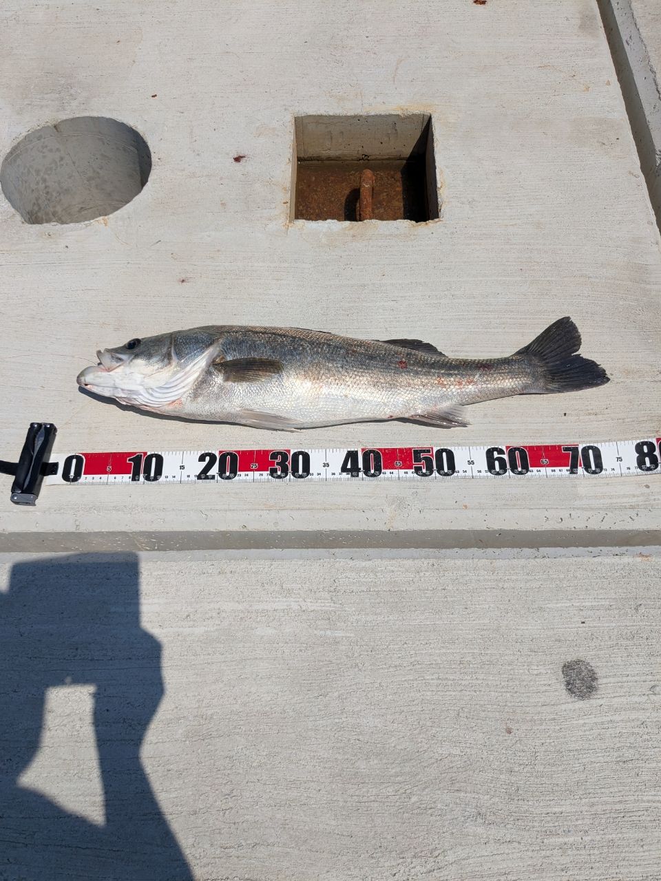 セイゴ（タイリクスズキ）