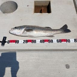 セイゴ（タイリクスズキ）