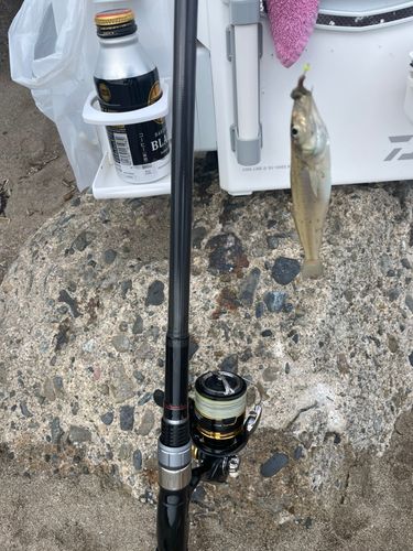 キスの釣果